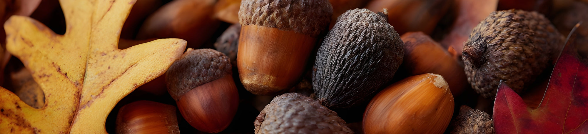 Spiced & crisp Acorn Spice