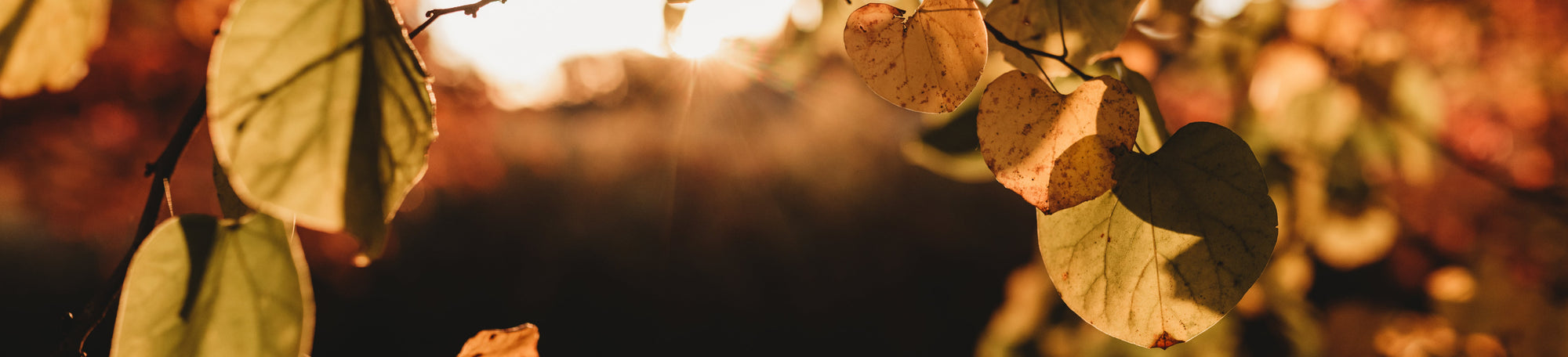 Harvest your favorite Fall Scents