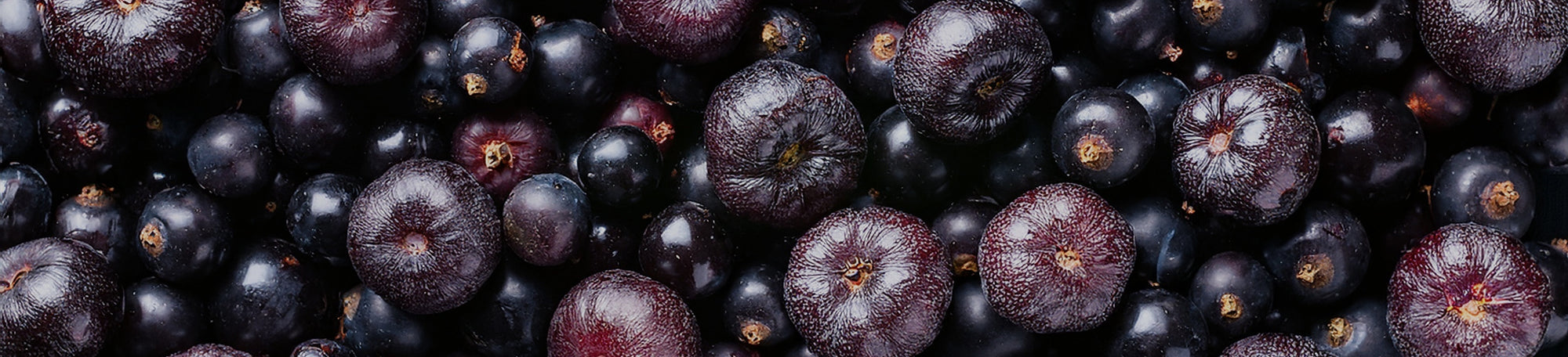 Juicy & bold Elderberry