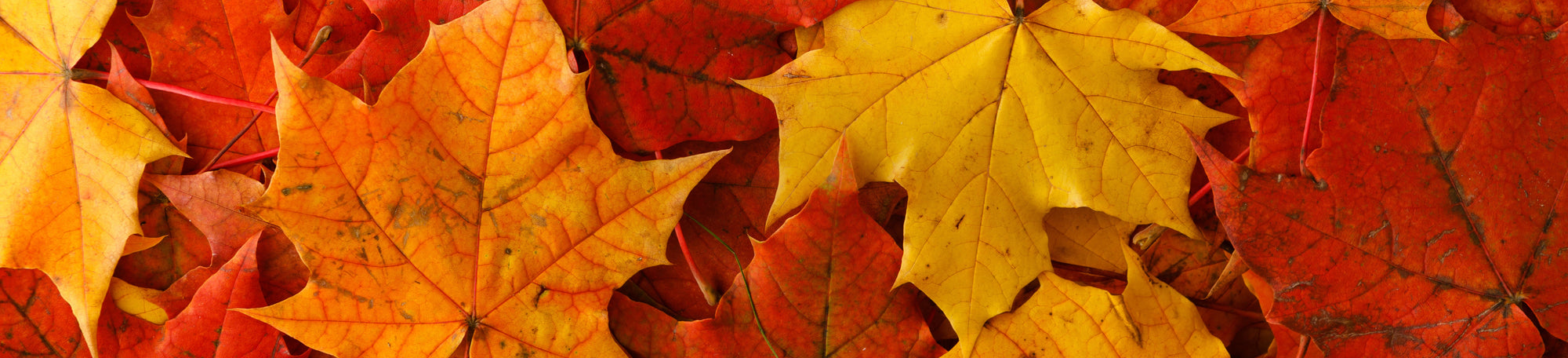 Fall Leaves