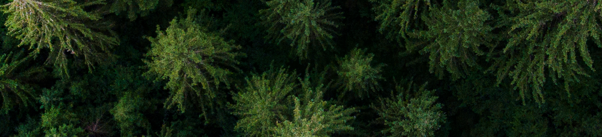 Iowa Pine