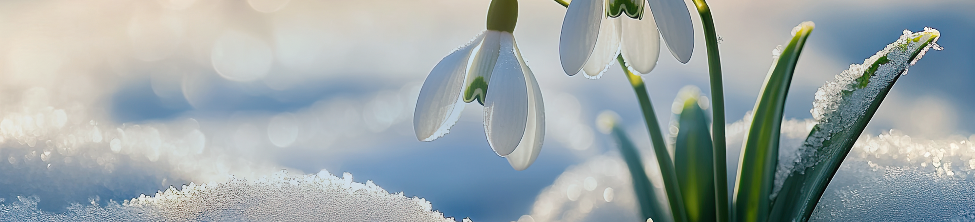 Snowdrop