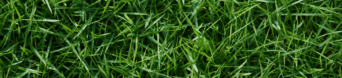 Fresh Cut Grass