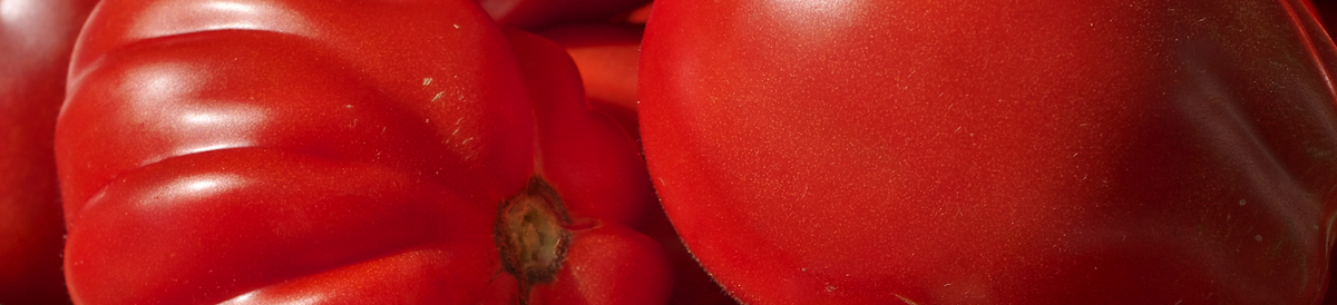 Tomato Vine