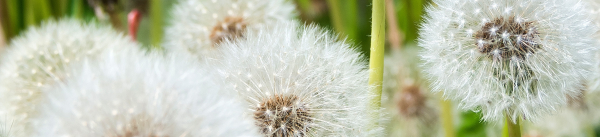 Dandelion